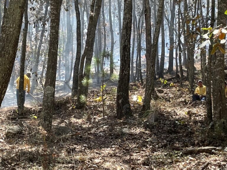 Controlado en 95 por ciento el incendio forestal en los límites entre Amealco y Huimilpan