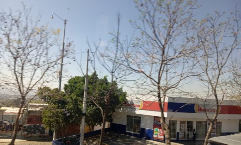 Enfrenta Querétaro déficit de 177 mil árboles