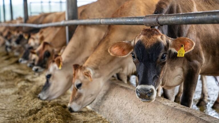 EU suspende temporalmente importación de ganado mexicano por gusano barrenador