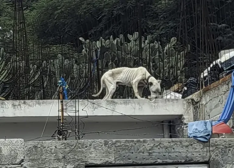 Atiende Secretaría de Bienestar Animal denuncia viral de maltrato animal