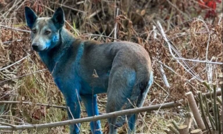 Perros azules en Chernóbil, ¿real o mentira?