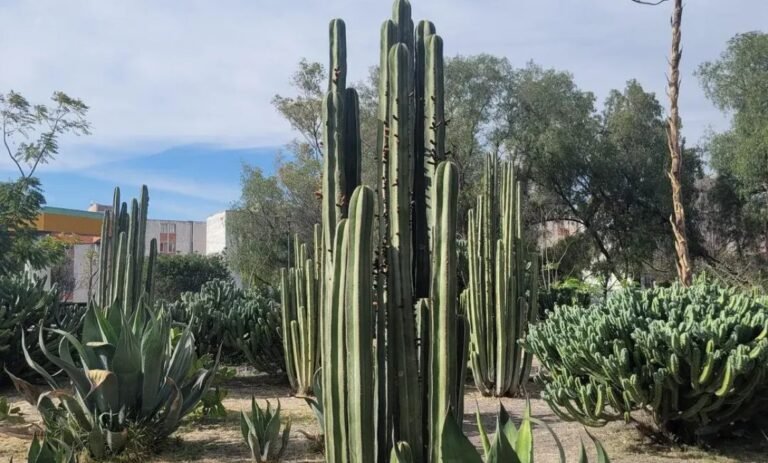 Municipio actualiza inventario forestal de sus parques y áreas verdes