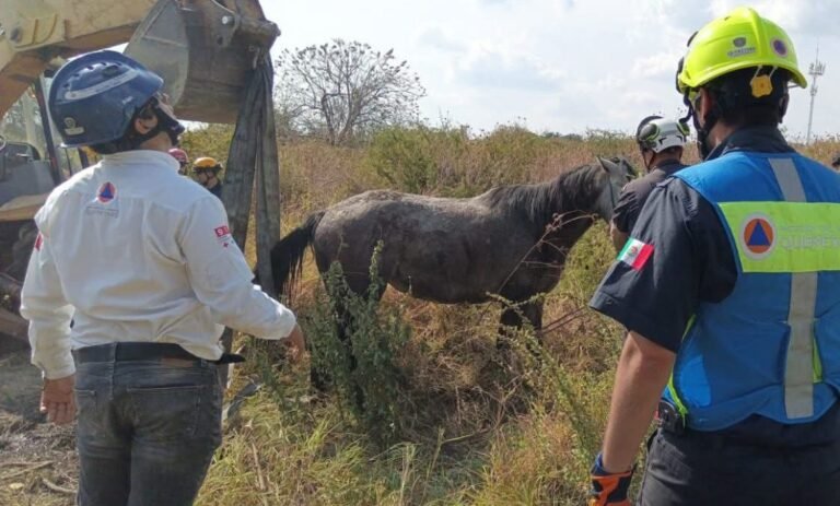 Es rescatada Yegua que cayó en registro de agua