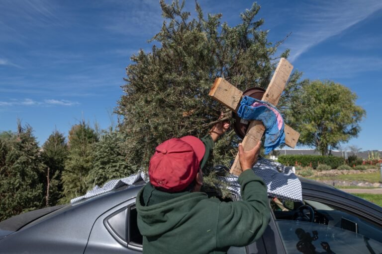 El Marqués arrancará campaña de recolección de Árboles de Navidad 2026