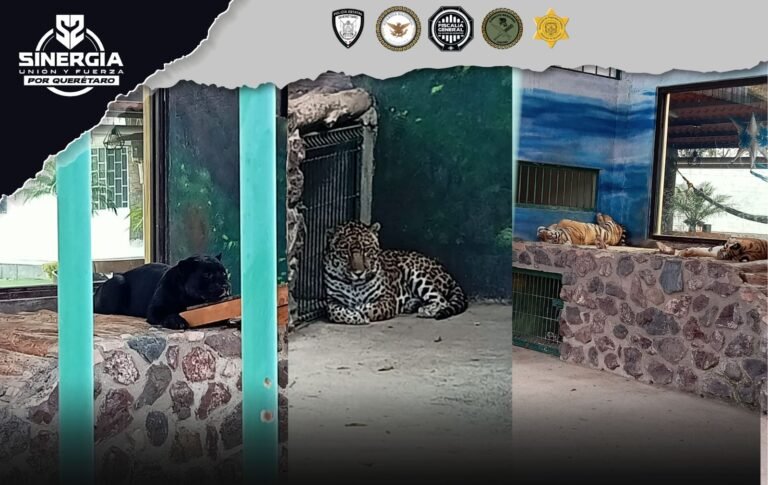 Cateos en SRJ logra aseguramiento de armas, cartuchos y fauna localizada en el inmueble