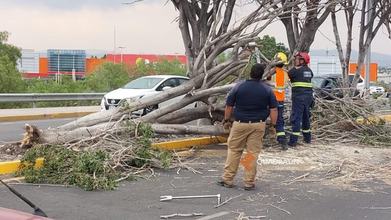 Saldo blanco en Querétaro tras jornada de intensos vientos; Protección Civil atiende 14 incidentes