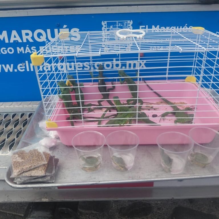 Aseguran iguanas y tortugas por presunta venta irregular en El Marqués