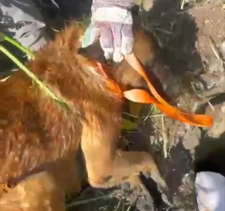 Rescata Protección Animal de El Marqués a perrito atrapado en un pozo