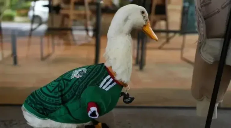 Felipe Calderón estalla ante FIFA por nombrar embajador al pato Merlín