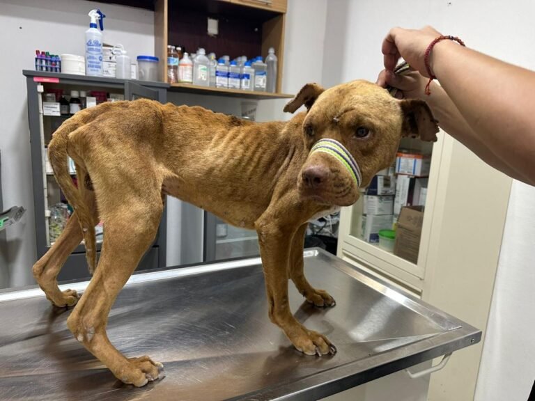 Atiende Municipio de Querétaro más de 5 mil reportes por presunto maltrato animal