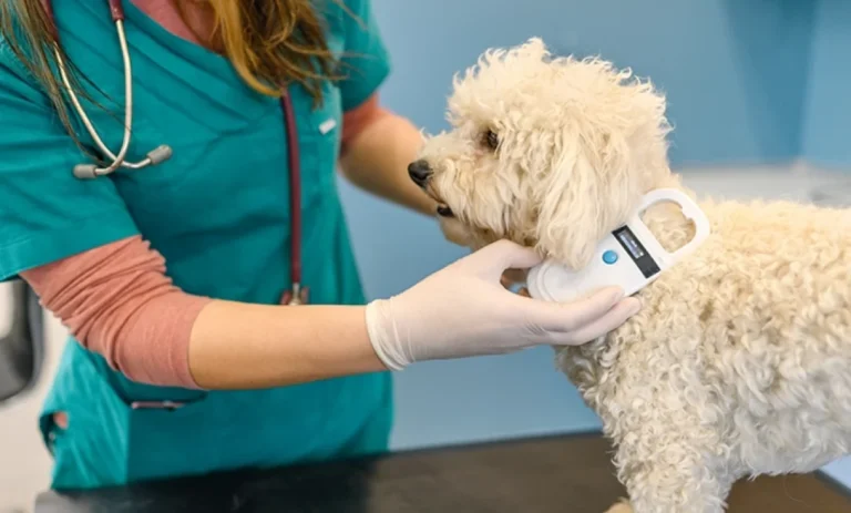 Querétaro prepara cobro de microchips para mascotas