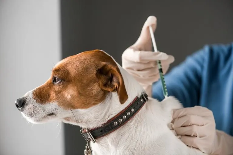 Aplican más de 13 mil vacunas gratuitas a perros y gatos en Querétaro