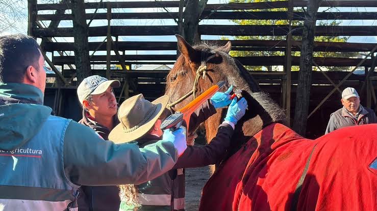 Pedro Escobedo impulsa la salud equina con jornada gratuita de atención preventiva
