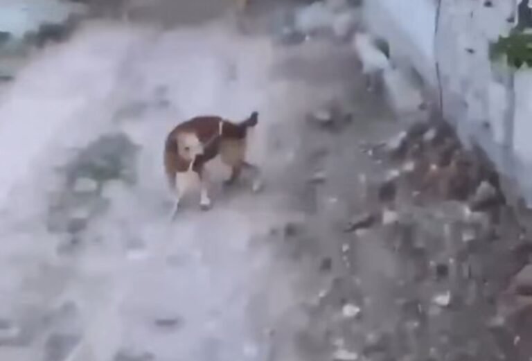 Gobierno de Pedro Escobedo emprende acciones legales por probable maltrato animal