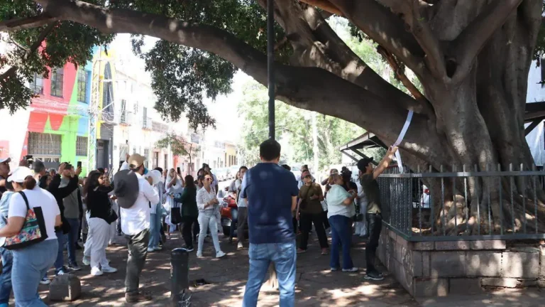 Piden protección especial para el histórico ficus de la Antigua Estación