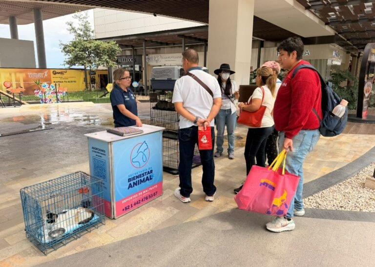 Invita Municipio de Querétaro a jornada de adopción de gatos en Plaza Paseo Querétaro